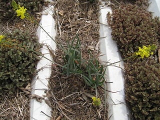 Telhado verde casos2