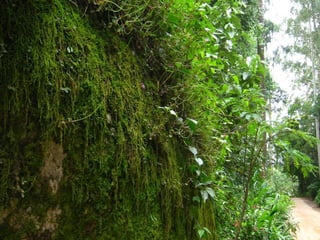 Telhado verde casos2