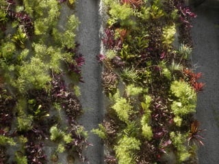 Telhado verde casos2