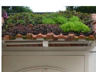 Telhado verde casos2