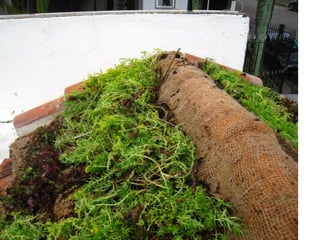 Telhado verde casos2