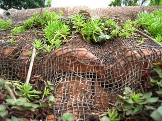 Telhado verde casos2