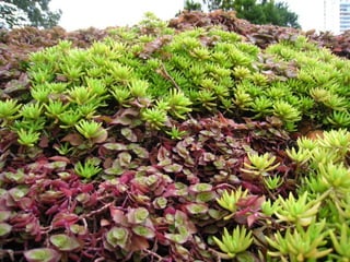 Telhado verde casos2