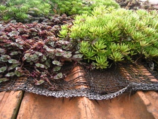 Telhado verde casos2