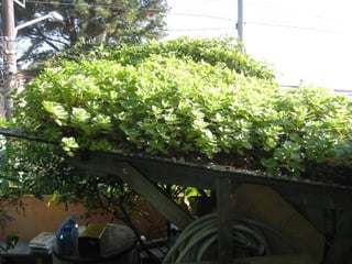 Telhado verde casos2