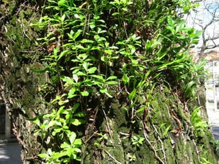 Telhado verde casos2