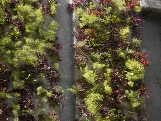 Telhado verde casos2