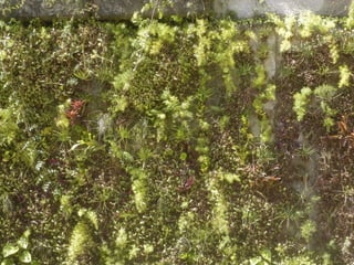 Telhado verde casos2