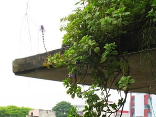 Telhado verde casos2