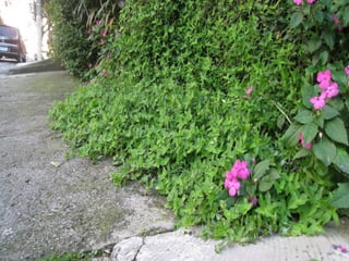 Telhado verde casos2