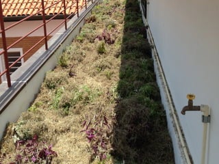 Telhado verde casos2