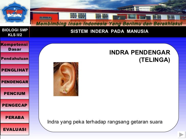 Telinga