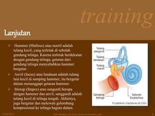 training
Lanjutan
 Hammer (Malleus) atau martil adalah
tulang kecil, yang terletak di sebelah
gendang telinga. Karena terletak berdekatan
dengan gendang telinga, getaran dari
gendang telinga menyebabkan hammer
bergetar.
 Anvil (Incus) atau landasan adalah tulang
lain kecil di samping hammer, itu bergetar
dalam menanggapi getaran hammer.
 Stirrup (Stapes) atau sangurdi.Serupa
dengan hammer dan anvil, sanggurdi adalah
tulang kecil di telinga tengah. Akhirnya,
juga bergetar dan melewati gelombang
kompresional ke telinga bagian dalam.
12/29/2015 Free Background from www.brainybetty.com 6
 