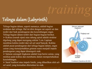 training
Telinga dalam (Labyrinth)
12/29/2015 Free Background from www.brainybetty.com 7
Telinga bagian dalam, seperti namanya, adalah bagian
terdalam dari telinga. Hal ini diisi dengan zat seperti air dan
terdiri dari baik pendengaran dan keseimbangan organ.
Telinga bagian dalam terdiri dari bagian-bagian berikut.
 Koklea (rumah siput) atau tabung spiral adalah struktur
digulung yang dapat meregang sekitar 3 cm. Lapisan
membran koklea terdiri dari sel-sel saraf banyak. Koklea
adalah pusat pendengaran dari telinga bagian dalam, organ
cairan yang menerjemahkan getaran suara menjadi impuls
pendengaran yang dapat dimengerti otak.
 Saluran setengah lingkaran adalah loop berisi cairan, yang
melekat pada koklea dan membantu dalam mempertahankan
keseimbangan.
 Saraf Auditori atau impuls listrik, yang dihasilkan oleh sel-
sel saraf, yang kemudian diteruskan ke otak.
 