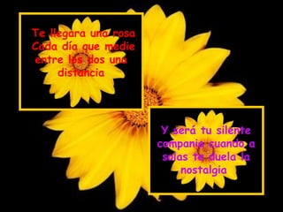 Te llegara una rosa Cada día que medie entre los dos una  distancia  Y será tu silente compania cuando a solas te duela la nostalgia  
