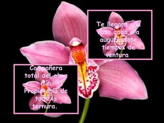 Te llegara una rosa cada día augurándote tiempos de ventura     Compañera total del alma mía Propietaria de toda la ternura.   