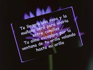 Te llegara una rosa y la mañana será para vivirla entre comillas Tu alma escapara por la ventana de tu orilla volando hasta mi orilla 