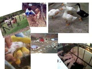 Tellezmoreno linamaria microsoft_power_point