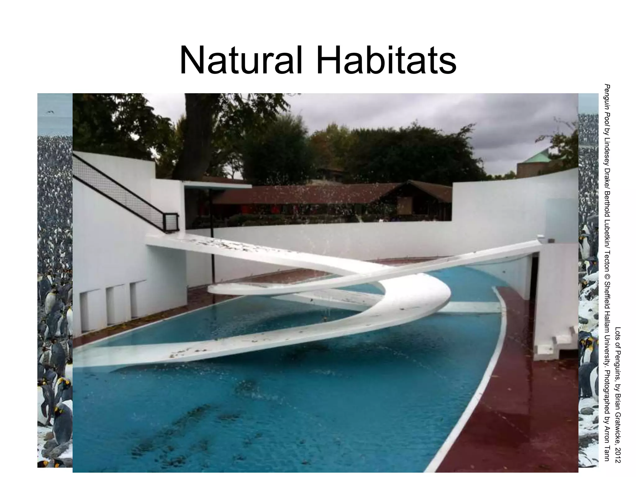 Natural Habitats
LotsofPenguins,byBrianGratwicke,2012
PenguinPoolbyLindeseyDrake/BertholdLubetkin/Tecton©SheffieldHallamUniversity.PhotographedbyArronTann
 