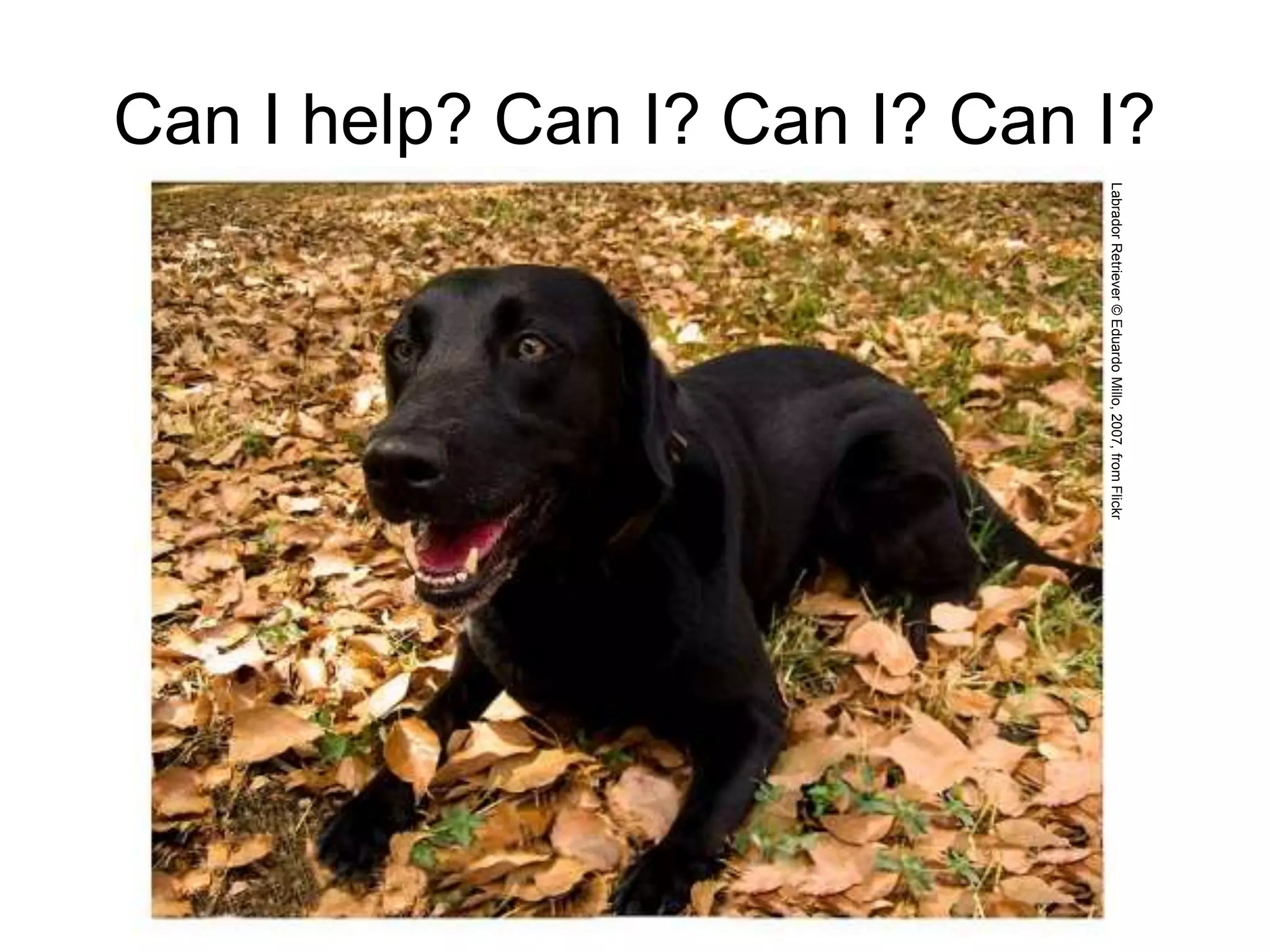Can I help? Can I? Can I? Can I?
LabradorRetriever©EduardoMillo,2007,fromFlickr
 