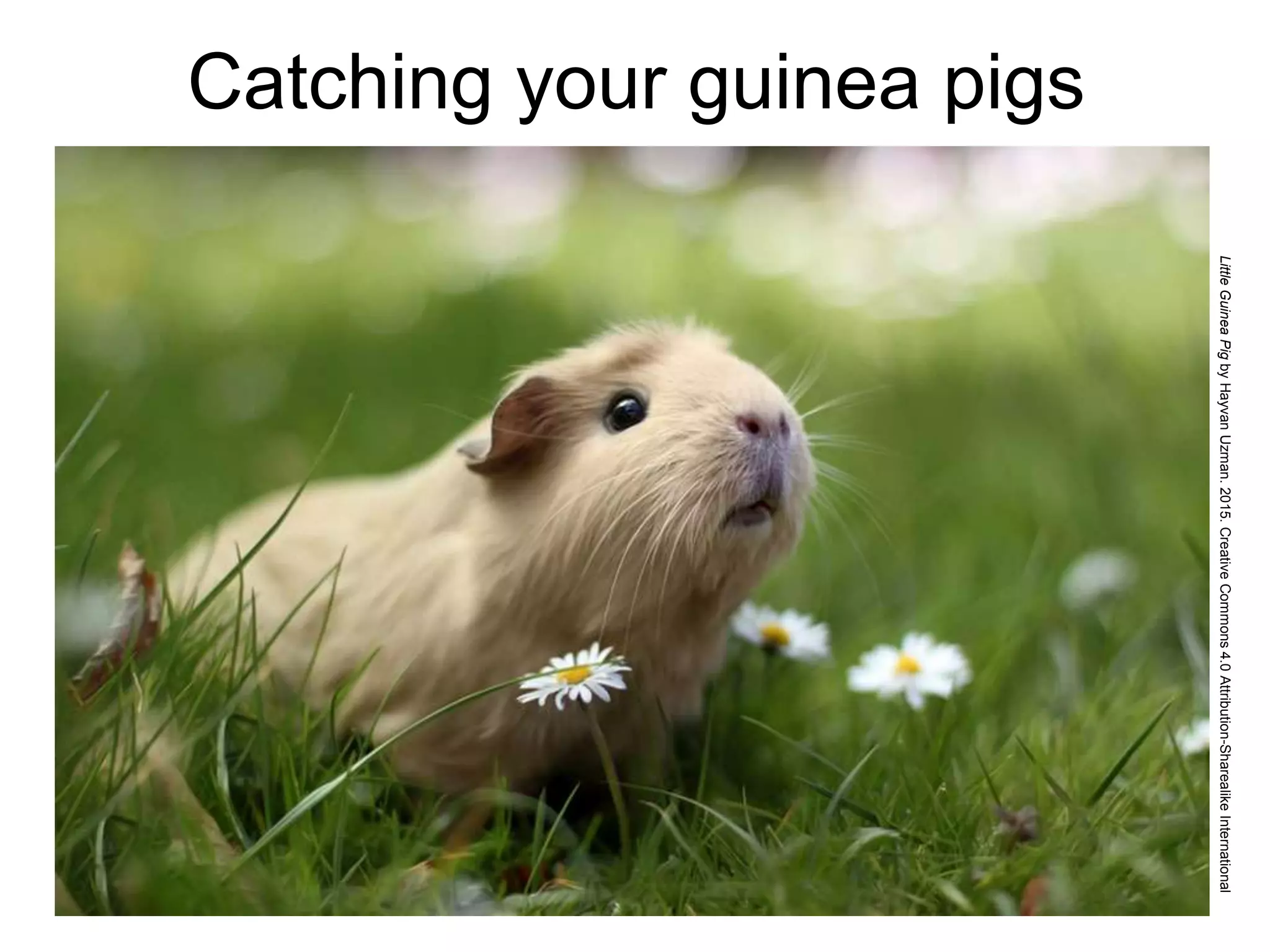 Catching your guinea pigs
LittleGuineaPigbyHayvanUzman.2015.CreativeCommons4.0Attribution-SharealikeInternational
 