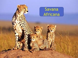Savana
Africana
 
