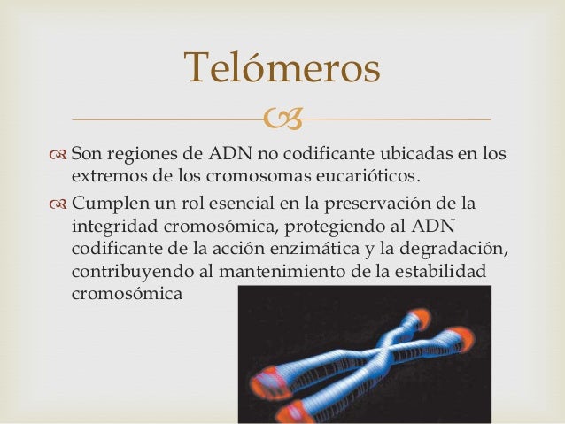 Telómeros, telomerasas y envejecimiento