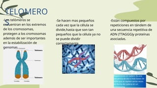 Telomeros y telomerasas en medicina veterinaria | PPTX