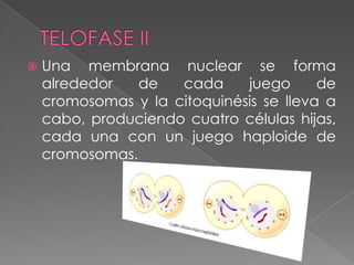 Una membrana nuclear se forma
alrededor de cada juego de
cromosomas y la citoquinésis se lleva a
cabo, produciendo cuatro células hijas,
cada una con un juego haploide de
cromosomas.