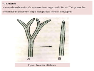 Telome Concept in the Plants Anatomy.pdf