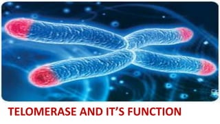 TELOMERASE AND IT’S FUNCTION
 