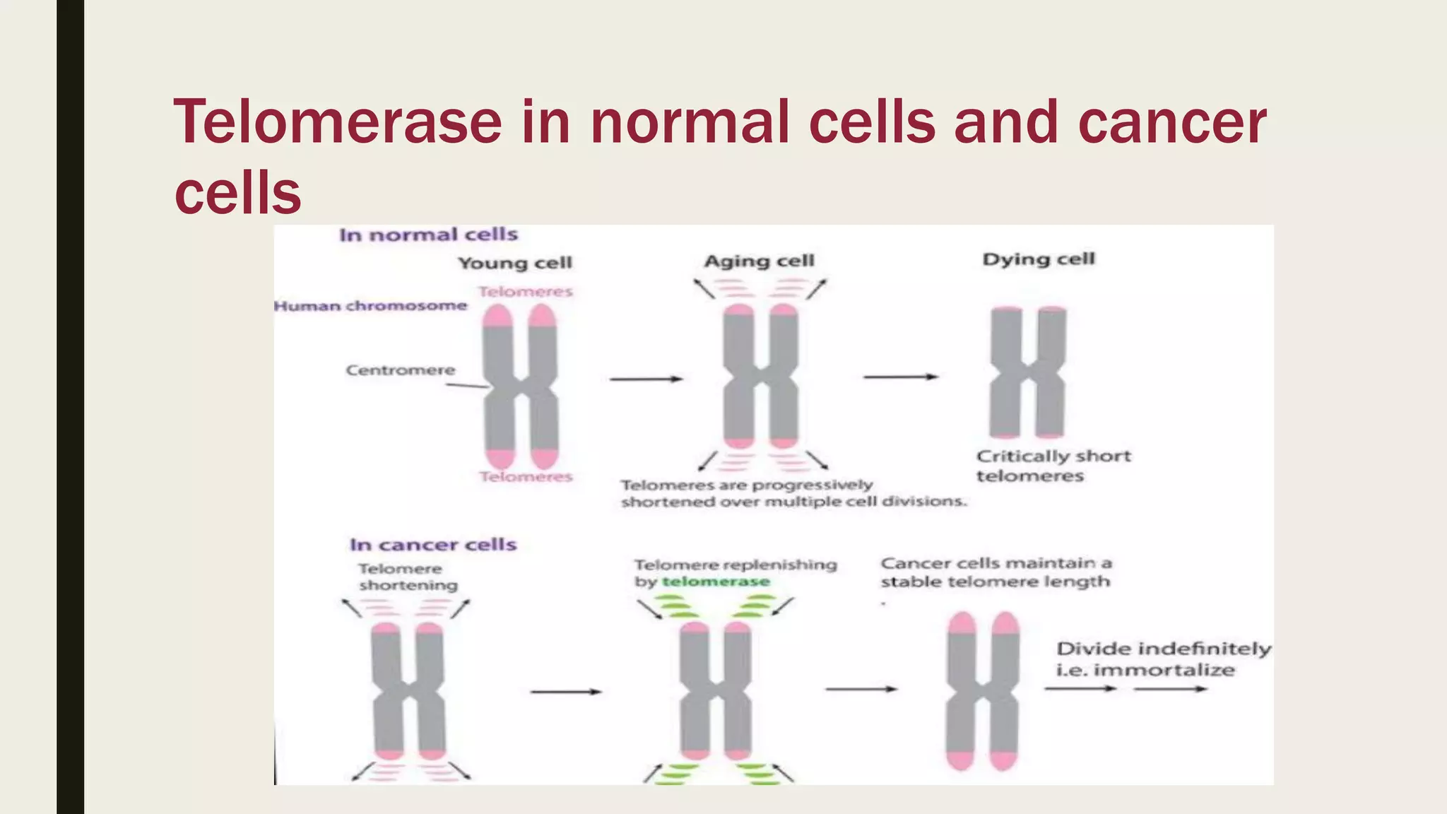 Telomerase | PPT