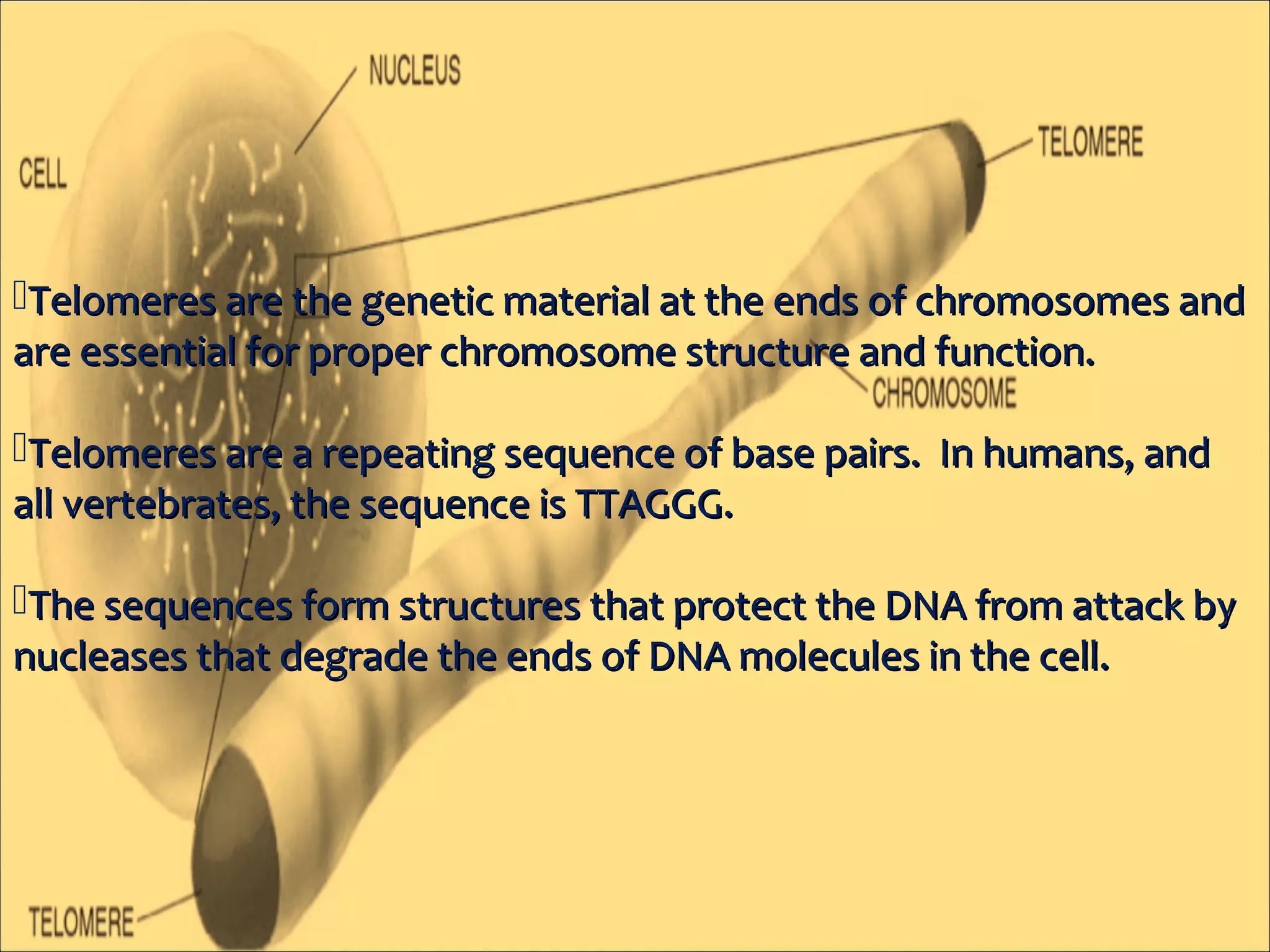 Telomerase its role in aging and cancer | PPT