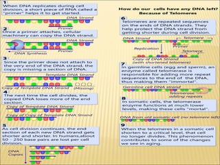 Telomerase its role in aging and cancer | PPT