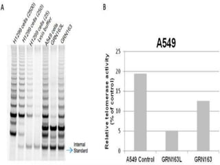 the TRAP assay is a popular method to determine telomerase activity in
mammalian cells and tissue samples The TRAP assay includes three steps:
extension, amplification, and detection of telomerase products. In the extension
step, telomeric repeats are added to the telomerase substrate (which is actually a
non telomeric oligonucleotide, TS) by telomerase. In the amplification step, the
extension products are amplified by the polymerase chain reaction (PCR) using
specific primers (TS upstream primer and ACX downstream primer) and in the
detection step, the presence or absence of telomerase is analyzed by
electrophoresis. TSNT is, an internal standard control, amplified by TS primer. NT is
its own reverse primer, which is not a substrate for telomerase.
TRAP ASSAY
TELOMERASE REPETED AMPLIFICATION PROTOCOL
 