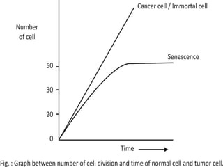HOW CANCER AND TELOMERASE RELATED
Telomerase expression in humans is limited to rare stem
cells of renewal tissues (gastrointestinal track, blood and
skin). Telomerase is almost always aberrantly overexpressed
in cancer. This overexpression is detected in 85% of all
cancers, irrespective of the tumour type. Telomerase is being
developed as a marker to allow the detection of cancer cells
in otherwise telomerase‐negative normal tissues.
 
