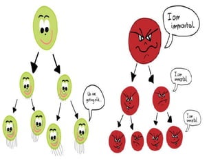 CANCER CELLS ARE IMMORTAL
 