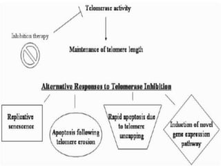 TELOMERASE INHIBITORS-a new horizon
Telomerase inhibitors are possible in near future they are group of
drugs that inhibit the enzyme telomeres and cause cell death
APPORACHES
TARGETING TELOMERASE ENZYME COMPONENTS
Antisense and Related Oligonucleotide
RNA Interference
Selective Expression of Cytotoxic or Pro-Apoptotic Genes
Mutant-Template Telomerase RNA
Selective Expression of Cytotoxic or Pro-Apoptotic Genes
 