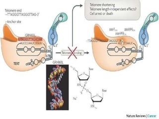 IMETELESAT (GRN163L)
Originally known as GRN163L, imetelstat sodium (imetelstat) is a 13-
mer N3’---P5’ thio-phosphoramidate (NPS) oligonucleotide that has a
covalently bound 5’ palmitoyl (C16) lipid group. The proprietary nucleic
acid backbone provides resistance to the effect of cellular nucleases, thus
conferring improved stability in plasma and tissues, as well as significantly
improved binding affinity to its target. The lipid group enhances cell
permeability to increase potency and improve pharmacokinetic and
pharmacodynamic properties. The compound has a long residence time in
bone marrow, spleen and liver. Imetelstat binds with high affinity to the
template region of the RNA component of telomerase, resulting in
direct, competitive inhibition of telomerase enzymatic activity, rather
than elicit its effect through an antisense inhibition of protein
translation. Imetelstat is administered by intravenous infusion.
PANCREATIC CANCER
PHASE 2 CLINICA TRIAL
HIGHLY SELECTIVITY
 