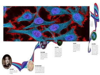 What is Hayflick Limit?
The Hayflick Limit is a concept that helps to explain the mechanisms
behind cellular aging The concept states that a normal human cell can only
replicate and divide forty to sixty times before it cannot divide anymore, and will
break down by programmed cell death or apoptosis. The concept of the Hayflick
Limit revised Alexis Carrel's earlier theory, which stated that cells can replicate
themselves infinitely. Leonard Hayflick developed the concept while at the Wistar
Institute in Philadelphia.
• BUT MAJORITY OF CANCEROUS CELLS HAS VERY VERY HIGH
HAYFLICK LIMIT SO THEY MAY BE CALLED IMMORTAL BEST
EXAMPLE OF ONE SUCH IMMORTAL CELL LINE IS
HeLa CELL LINES
THIS IMMORTALITY ARE ASSOCIATED WITH TELOMERE
 