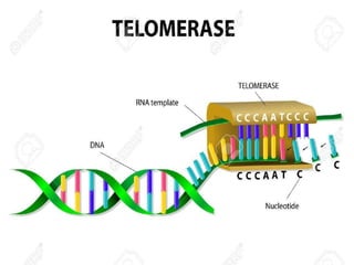 What is Telomerase
Telomeric Sequence is Maintained by a special Enzyme Called TELOMERASE.
Telomerase, also called terminal transferase,[1] is a ribonucleoprotein that adds
a species-dependent telomere repeat sequence to the 3' end of telomeres. A
telomere is a region of repetitive sequences at each end
of eukaryotic chromosomes in most eukaryotes. Telomeres protect the end of
the chromosome from DNA damage or from fusion with neighboring
chromosomes.
Telomerase is a reverse transcriptase enzyme that carries its own RNA molecule
which is used as a template when it elongates telomeres. Telomerase is active
in normal stem cells and most cancer cells, but is normally absent from, or at
very low levels in, most somatic cells.
 