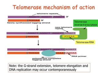 Mechanism of Telomerase
By using TERC, TERT can add a six-nucleotide repeating sequence,
5'-TTAGGG (in vertebrates, the sequence differs in other organisms)
to the 3' strand of chromosomes. These TTAGGG repeats are called
telomeres. The template region of TERC is 3'-CAAUCCCAAUC-5'.
Telomerase can bind the first few nucleotides of the template to the
last telomere sequence on the chromosome, add a new telomere repeat
(5'-GGTTAG-3') sequence, let go, realign the new 3'-end of telomere
to the template, and repeat the process. Telomerase reverses telomere
shortening
 