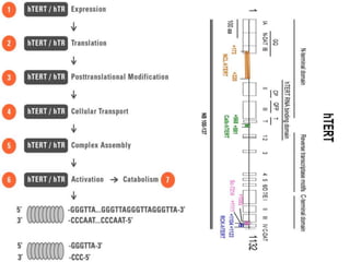 hTERT and telomerase Regulation
hTERT is encoded by hTERT gene located at 5p15.33 This gene spans
approximately 40 kb of the genome and contains 16 exons. Molecular
Location: base pairs 1,253,167 to 1,295,047 on chromosome 5
ACTIVATION
The regulation of telomerase activity in human cells plays a significant role in the
development of cancer. Telomerase is tightly Repressed in the vast majority of
Normal Human Somatic Cells but becomes activated during cellular immortalization
and in CANCER. While the mechanisms for telomerase activation in cancers have
not been fully defined, they include Telomerase catalytic subunit gene (hTERT)
amplification and trans-activation of the hTERT promoter by the myc
oncogene product. Ectopic expression of hTERT is sufficient to restore telomerase
activity in cells that lack the enzyme and can immortalize many cell types.
Understanding telomerase biology will eventually lead to several clinically relevant
telomerase-based therapies. These applications include inhibiting or targeting
telomerase as a novel antineoplastic strategy and using cells immortalized by
telomerase for therapeutic applications.
 