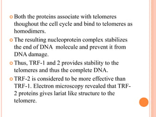  Both the proteins associate with telomeres
thoughout the cell cycle and bind to telomeres as
homodimers.
 The resulting nucleoprotein complex stabilizes
the end of DNA molecule and prevent it from
DNA damage.
 Thus, TRF-1 and 2 provides stability to the
telomeres and thus the complete DNA.
 TRF-2 is considered to be more effective than
TRF-1. Electron microscopy revealed that TRF-
2 proteins gives lariat like structure to the
telomere.
 