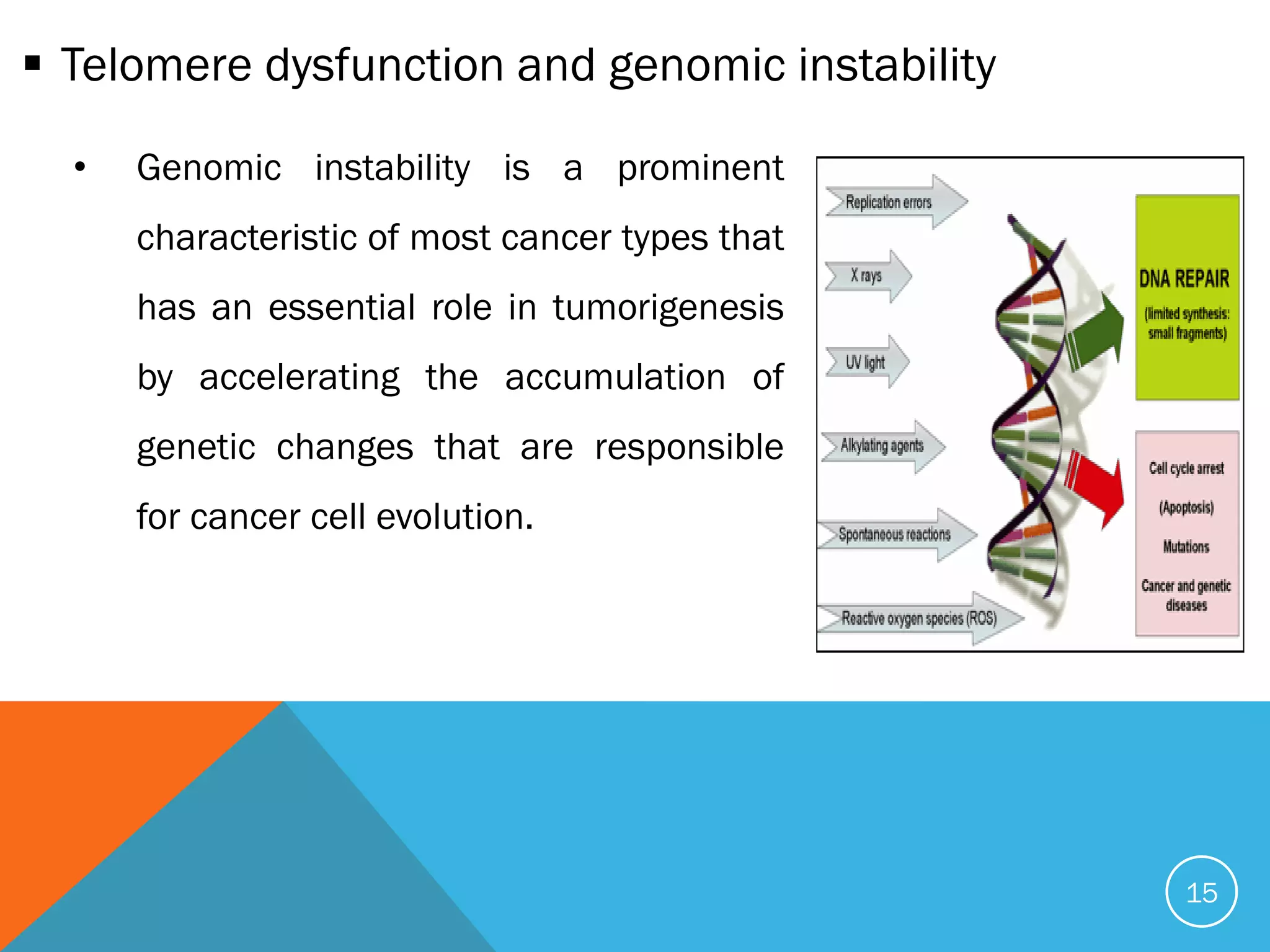 Telomere and telomerase | PDF