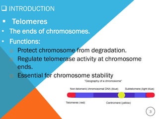 Telomere and telomerase | PDF