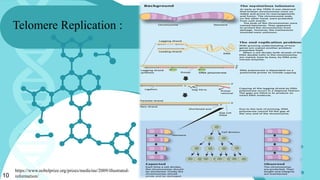 ROLE OF TELOMERE AND IN CELL AGEING | PPTX