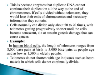 People who are older have chromosomes
that have replicated more times
 