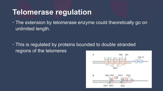 Telomere Replication Pptx