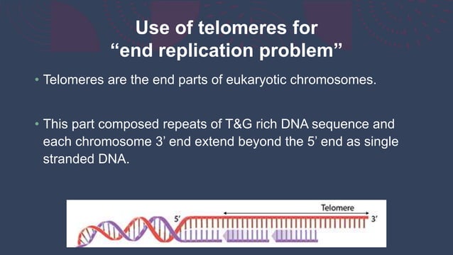 Telomere Replication Pptx